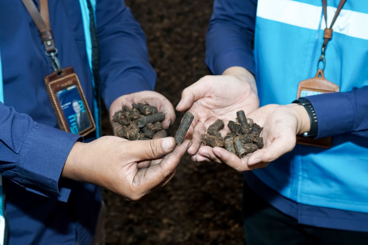 Uji Coba Tandan Sawit di PLTU Sintang  Pengganti Batu Bara